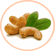 Noix de cajou
